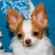 Chachi the Chihuahua Puppy