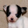 Charlotte - nursery spotted female chihuahua puppy