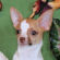 Chris the Chihuahua Puppy