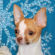 Chris the Chihuahua Puppy
