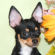 Claire the Chihuahua Puppy