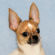 Clark the Chihuahua Puppy