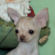 Cookie the Chihuahua puppy