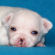 Cotton the chihuahua puppy