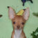 Cowboy the Chihuahua Puppy