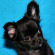 Cricket the chihuahua puppy