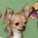 Daphne the Chihuahua Puppy