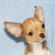 Derek the Chihuahua Puppy