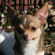 Derek the Chihuahua Puppy