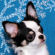 Destiny the Chihuahua Puppy