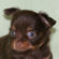 chihuahua puppy