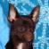 Edmond the Chihuahua Puppy