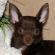 Edmond the Chihuahua Puppy