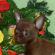 Elena the Chihuahua puppy