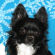 Fonzie the Chihuahua Puppy