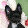 Fonzie the Chihuahua Puppy