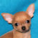 Franky the chihuahua puppy