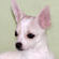 Gabriella the chihuahua puppy