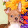 Grayson the chihuahua puppy