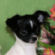 Happy the Chihuahua Puppy