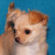 Honey the chihuahua puppy