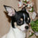 Hope the Chihuahua Puppy