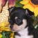 Isaac the Chihuahua Puppy