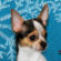 Jada the Chihuahua Puppy