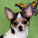 Jada the Chihuahua Puppy