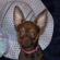 Jenny the Chihuahua Puppy