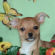 Jimmy the Chihuahua Puppy