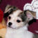 Jonathan the Chihuahua Puppy