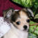 Justin the Chihuahua Puppy
