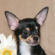 Kevin the chihuahua puppy