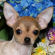 Lacy the chihuahua puppy