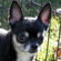Lance the chihuahua