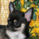 Lance the Chihuahua Puppy