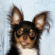 Larry the Chihuahua Puppy