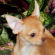 Laura the Chihuahua Puppy