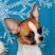 Leah the Chihuahua Puppy
