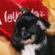 Leon the Chihuahua Puppy