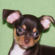 Lily the Chihuahua Puppy