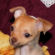 Lindsay the Chihuahua Puppy