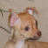 Lindsay the Chihuahua Puppy