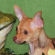 Lindsay the Chihuahua Puppy