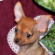 Lisa the Chihuahua Puppy