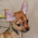 Lisa the Chihuahua Puppy