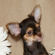 Love Bunny the chihuahua puppy