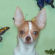 Lucy the Chihuahua Puppy