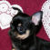 Lydia the Chihuahua Puppy